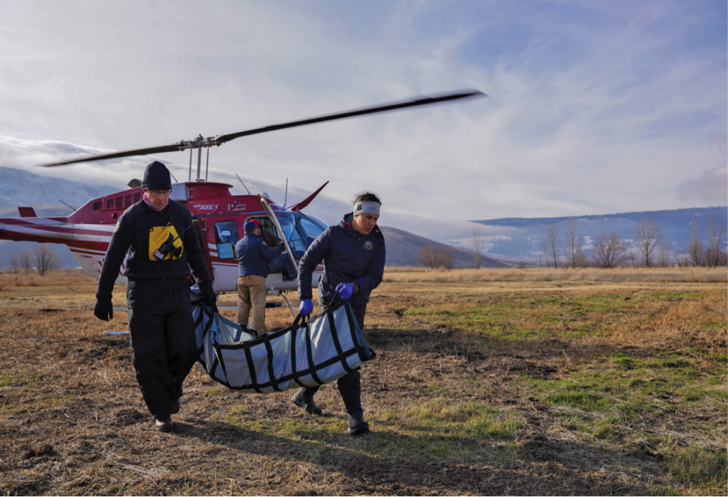 Zakonodajalci iz zahodnega pobočja Kolorada predlagajo prekinitev ponovne naselitve volkov zaradi proračunske luknje