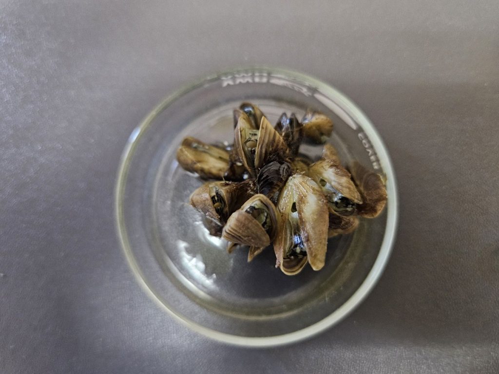 What you need to know about the invasive zebra mussels taking hold ...
