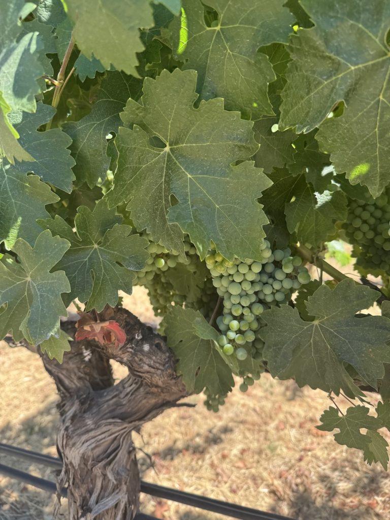 Carpe Wine: Finding the perfect Napa Valley winery experience
