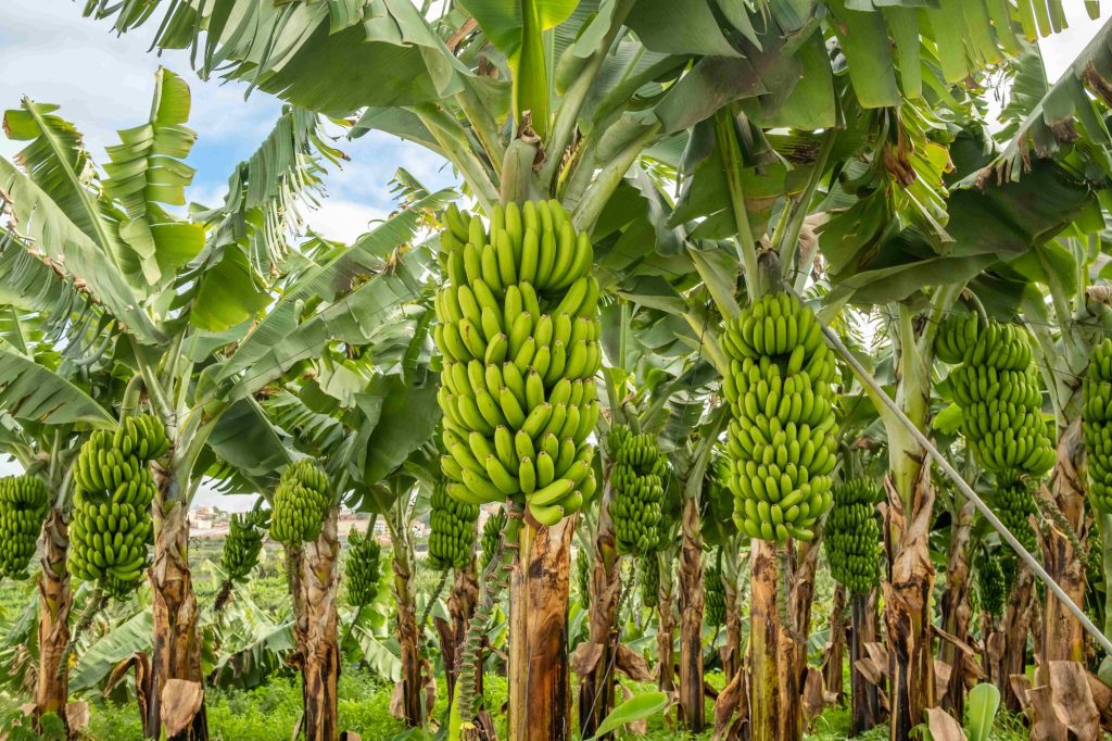 Why bananas are on borrowed time | VailDaily.com