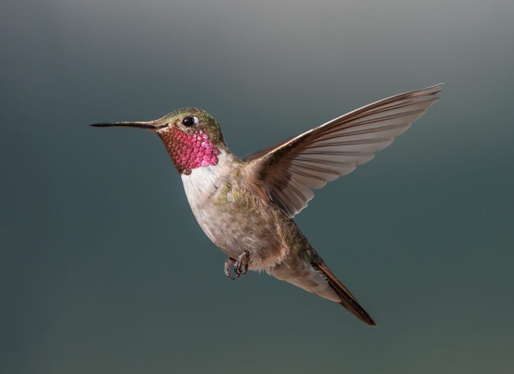 More than 3.5 million birds migrated over Colorado in 1 night this week. Residents are being asked to turn out their lights to help them