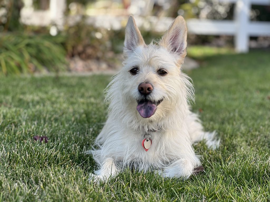 Različni pogledi na pse in lastništvo psov v Vailu in Veliki Britaniji