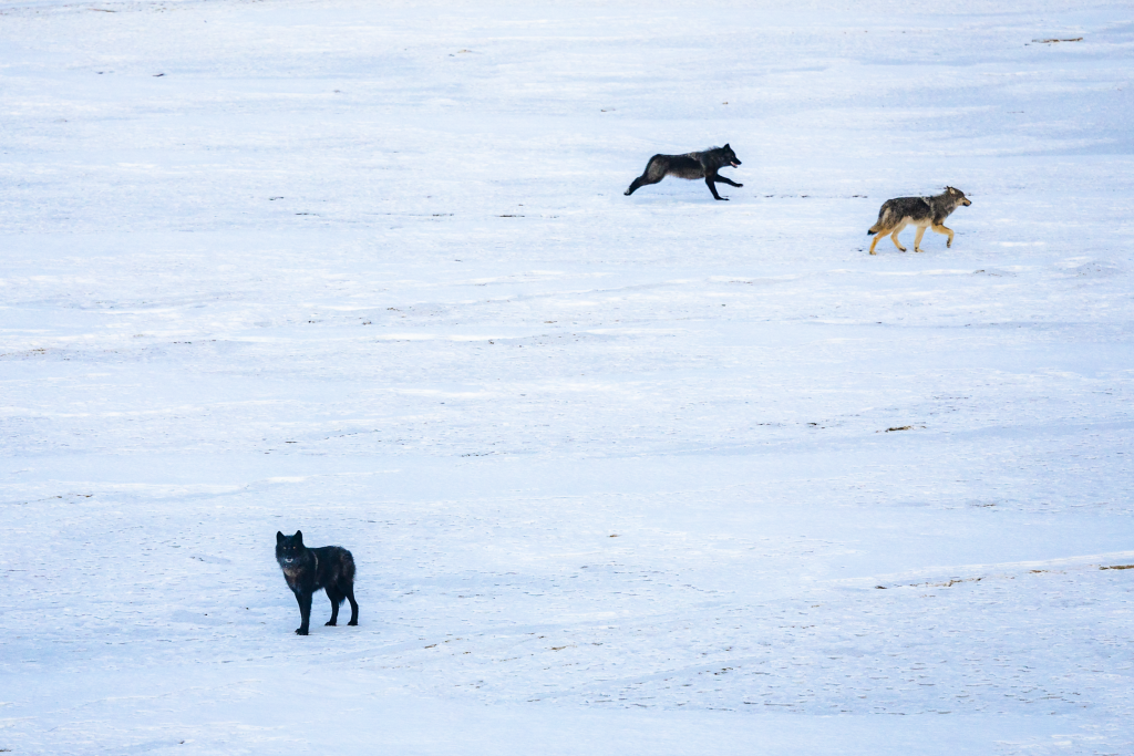 Colorado agency denies livestock associations’ claims that Canadian wolves released in mountains violated Endangered Species Act – VailDaily.com