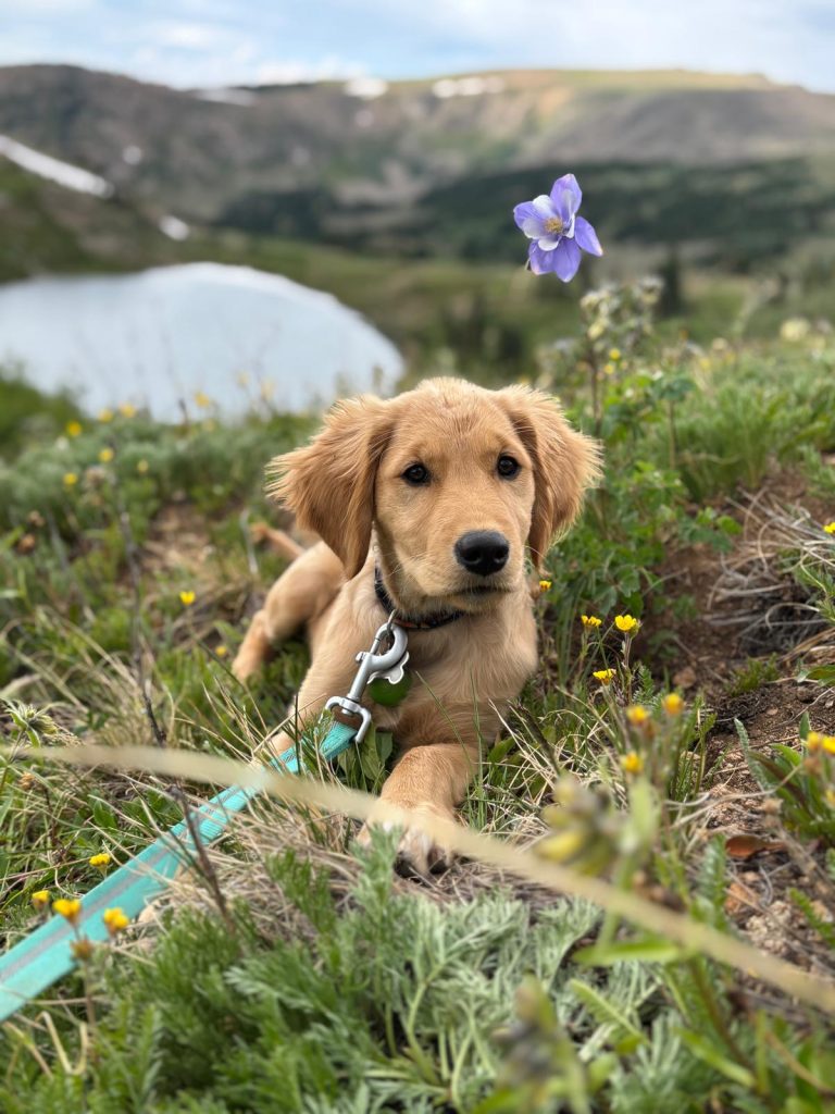 Meet Obie, Winter Park’s newest avalanche rescue dog in training
