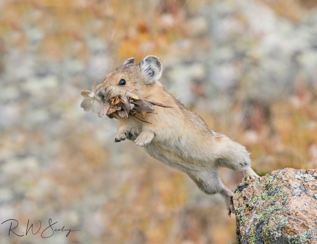 Climate change puts iconic rocky mountain species at risk of vanishing, Colorado researchers warn
