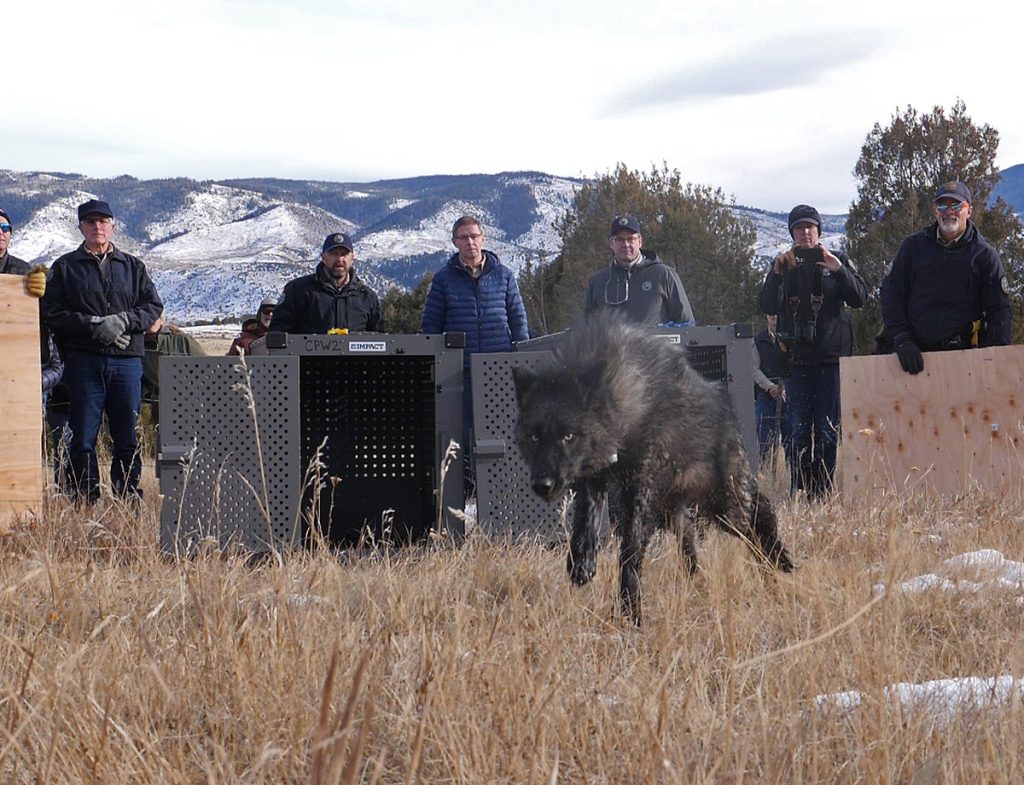 Copper Creek wolf returned to Grand County after entering New Mexico