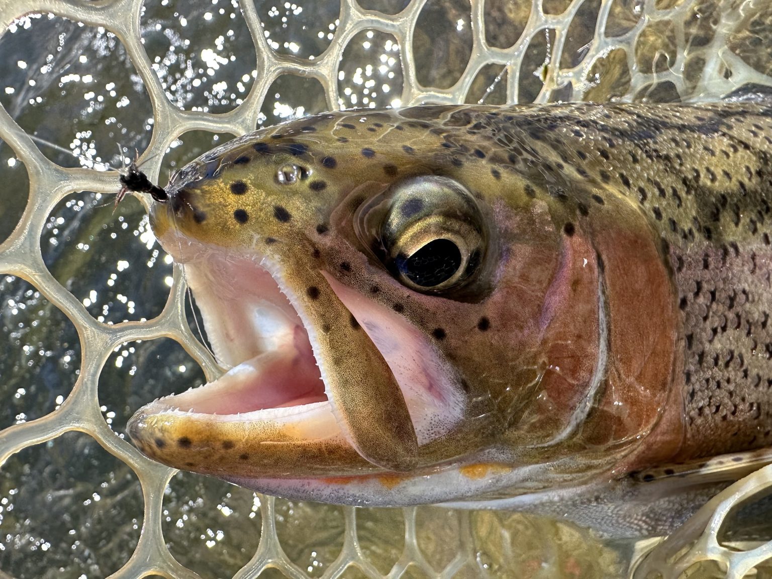 Salomone: The little black stonefly | VailDaily.com