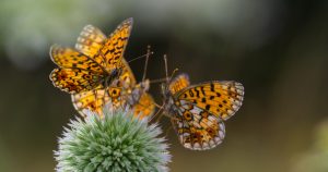 The Vilar hosts Netflix’s ‘Our Planet’ Executive Producer Dan Tapster on Friday