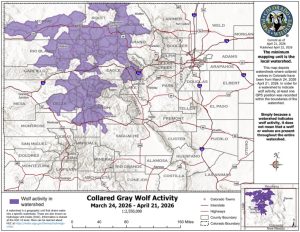 Northwest Colorado remains a hot spot for wolf activity in April
