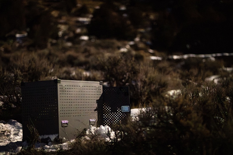 Colorado lawmakers floated 3 ways to curb or halt taxpayer spending on wolves. Here’s the one advancing.