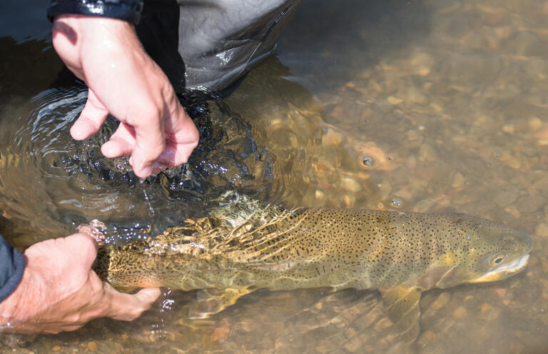 Colorado anglers fear drought will make it ‘hard to keep fish alive ...