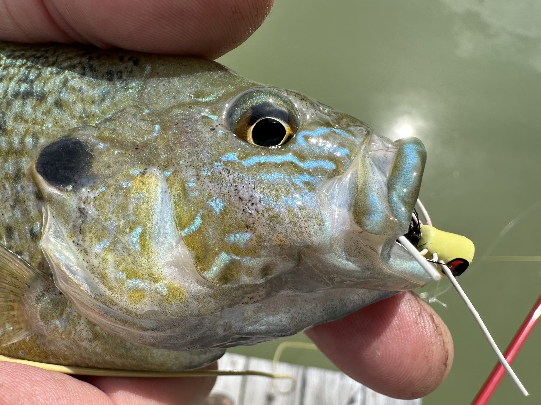Salomone: Bluegills, bass and big smiles | VailDaily.com