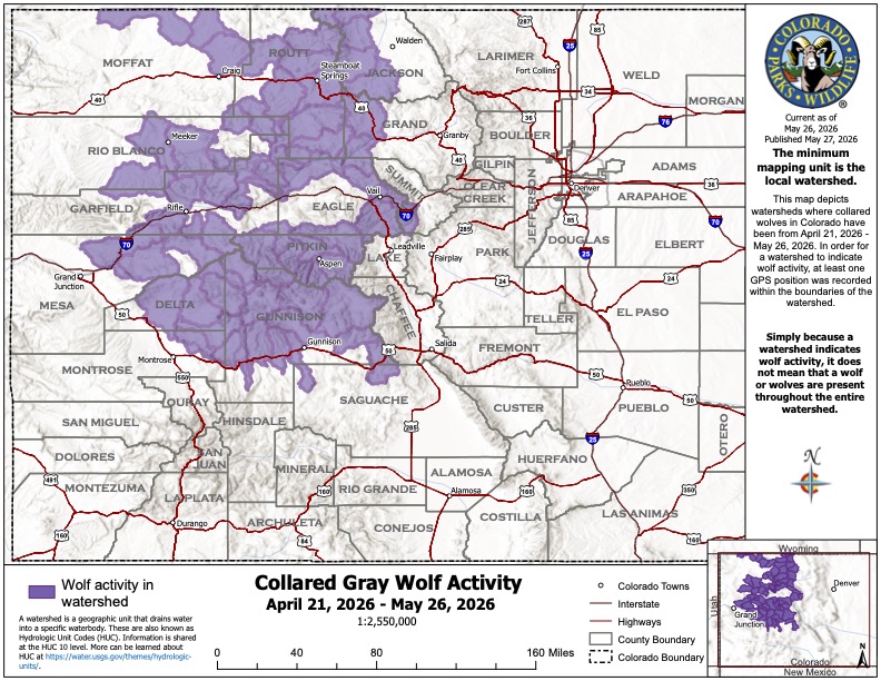 Colorado wolves expand activity around central mountains, May map shows ...