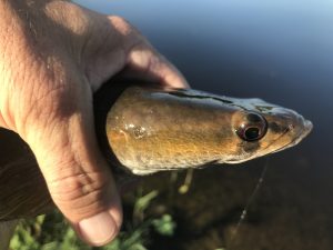 Salomone: Cadence and commotion for predators on the fly.