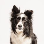 BobDog Hernreich