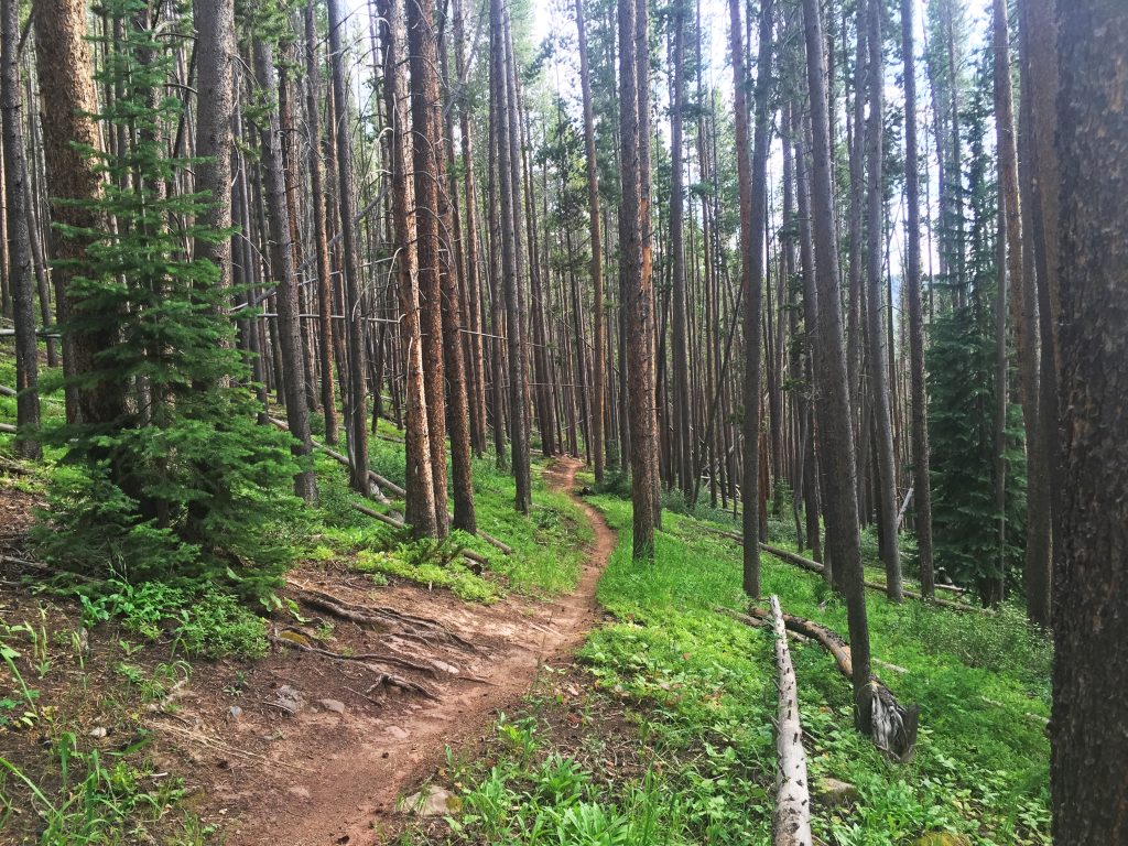 Son of Middle Creek trail near Vail, Colorado