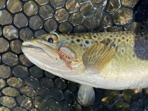 Salomone: Double your pleasure with dry-dropper rigs.
