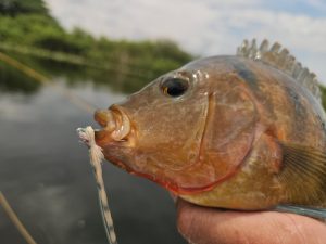 Salomone: Phil Shook’s Flicker NVR
