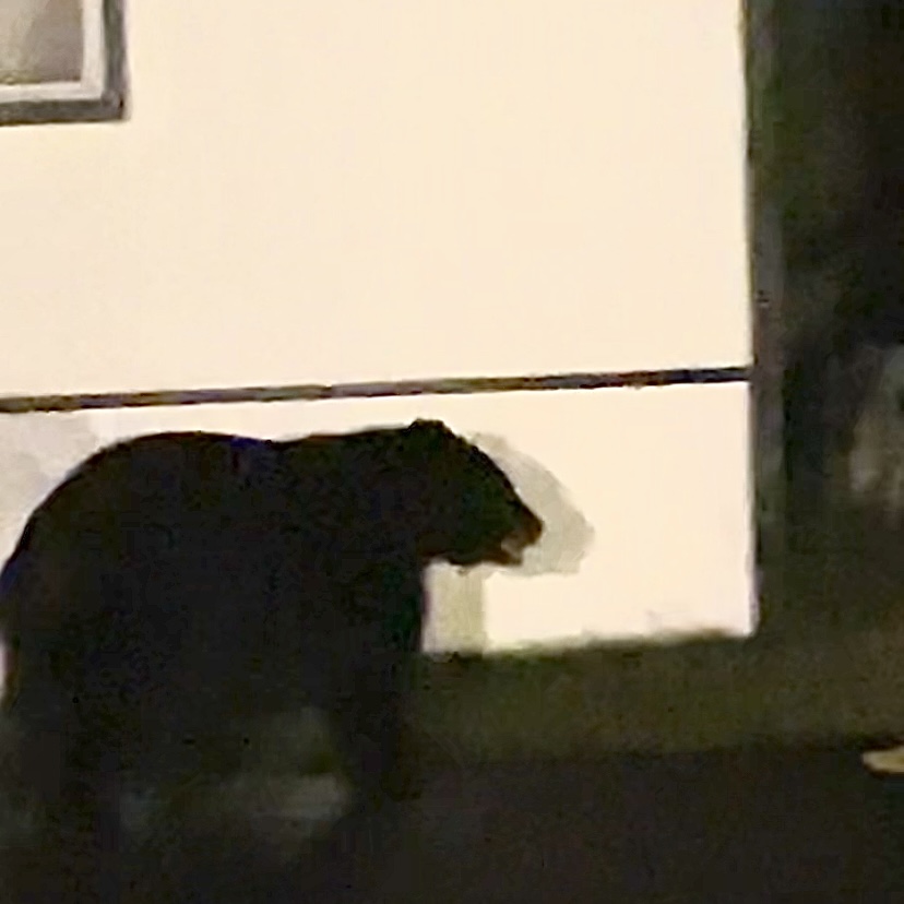 Avon police say bears are being backed off with beanbag bullets