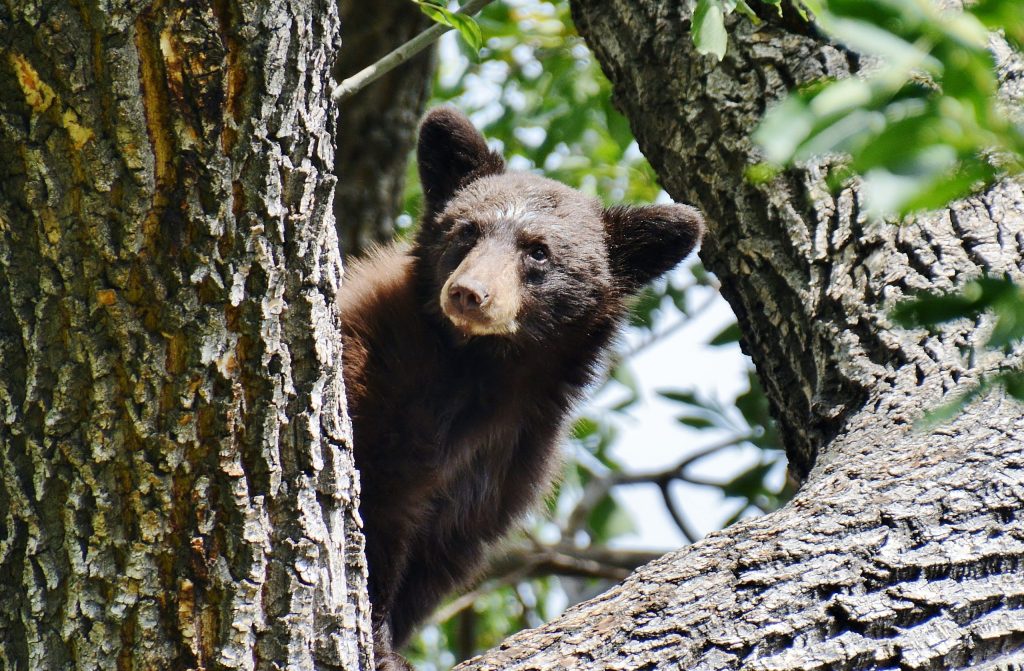 Amid an ‘unprecedented' bear year, Colorado Parks and Wildlife won't feed the hungry bruins. Here's why.