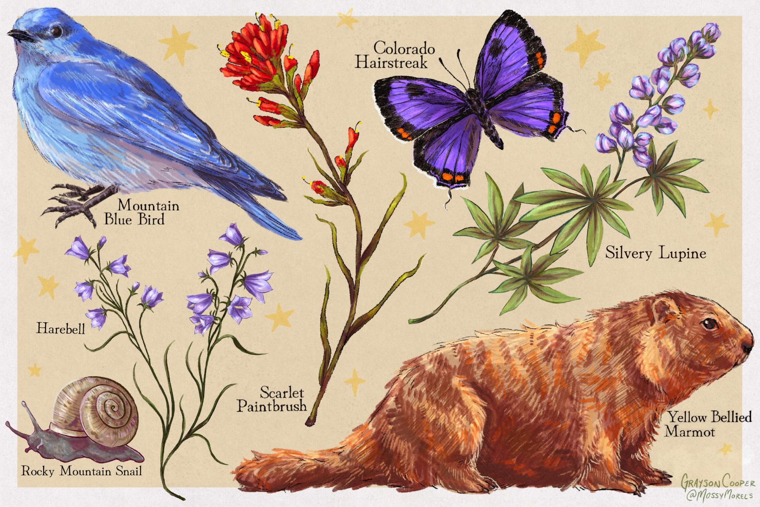 curious-nature-the-art-in-science-vaildaily