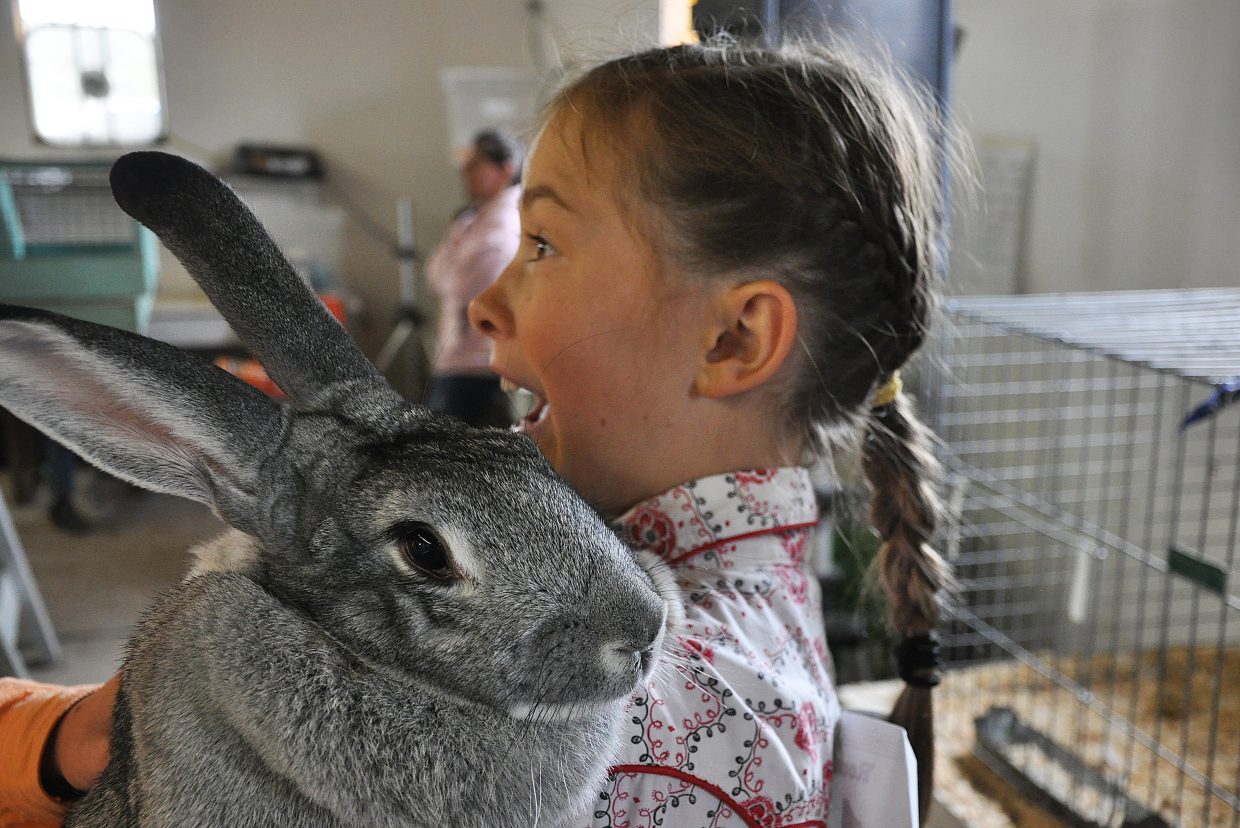 At Routt County Fair, rabbits draw a crowd | SteamboatToday.com
