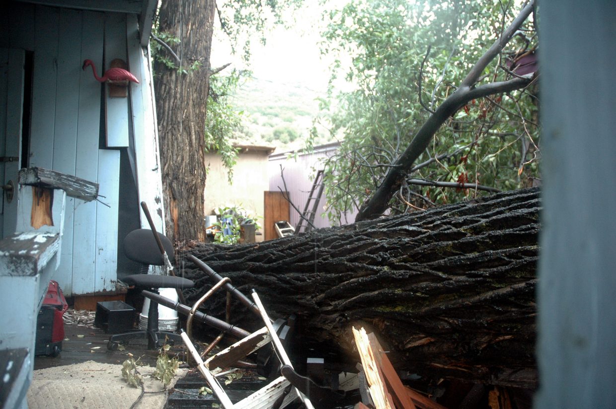 No one injured after tree falls in Dream Island | SteamboatToday.com