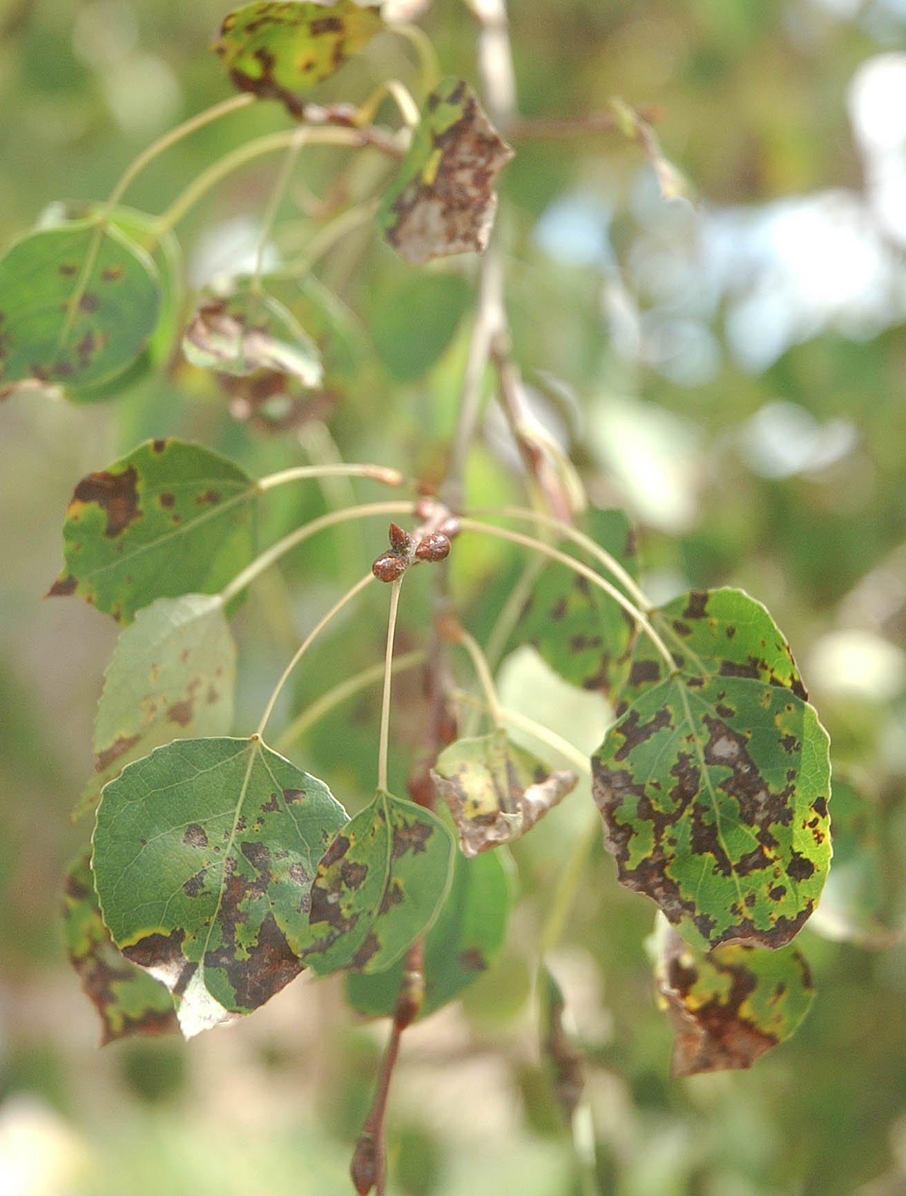 Fungus discolors aspen trees | SteamboatToday.com