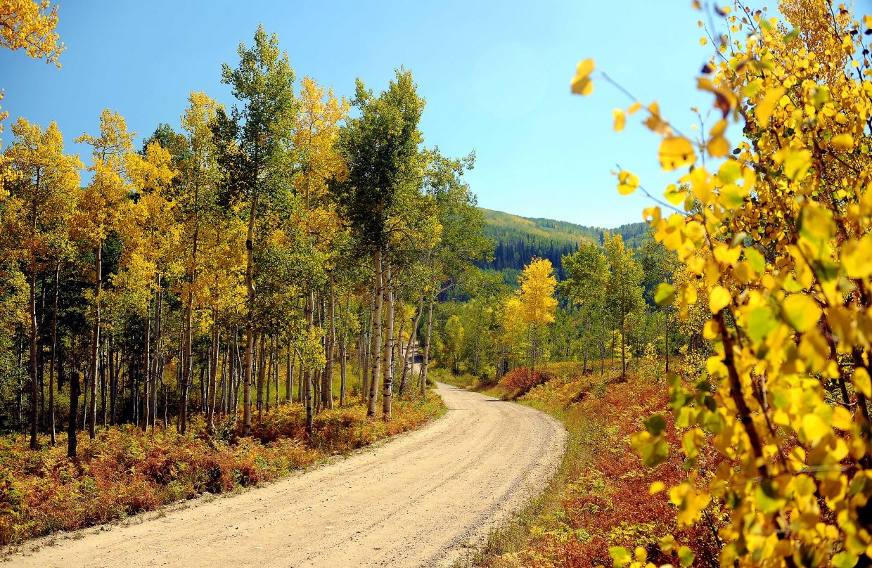 Golden aspens along Buffalo Pass near Steamboat Springs