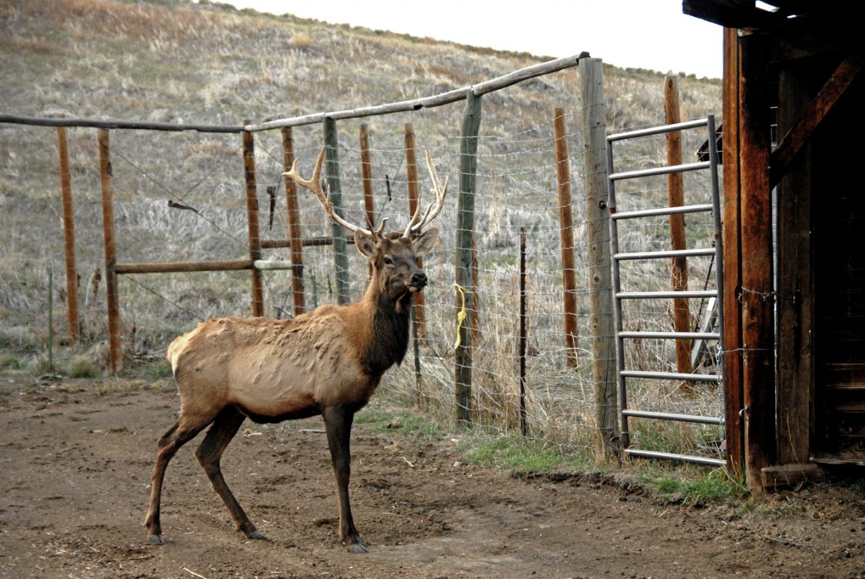 J.R. the elk arrives at his new home at Wyman Museum