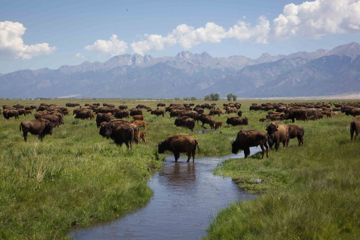 The Zapata Ranch is home to bison, cattle and horses. It is a nature preserve owned by the Nature Conservancy. The all-inclusive retreat offers working vacations with rustic-modern accommodations.