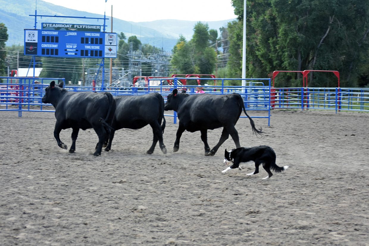 Nation’s smartest dogs to round up money — and cattle — for local ...
