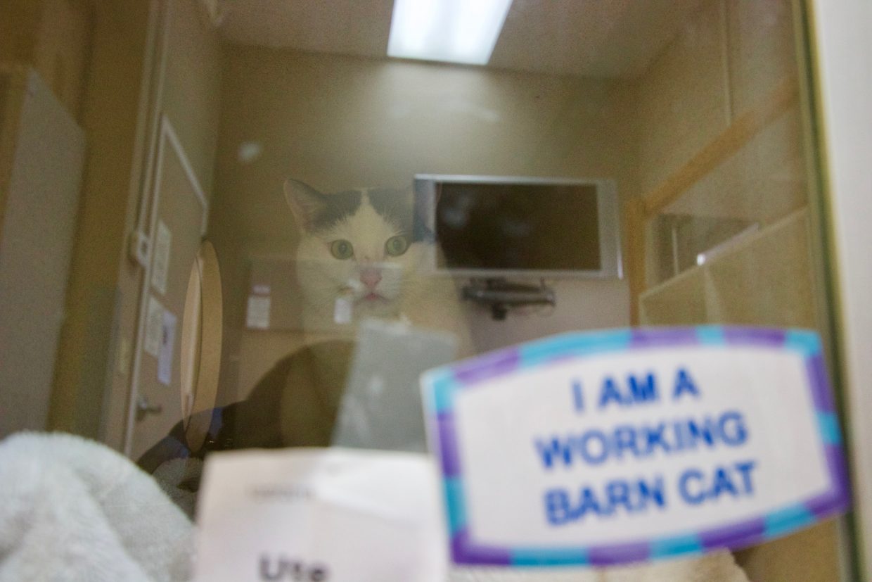 More than 40 stray cats rescued from Routt County property up for