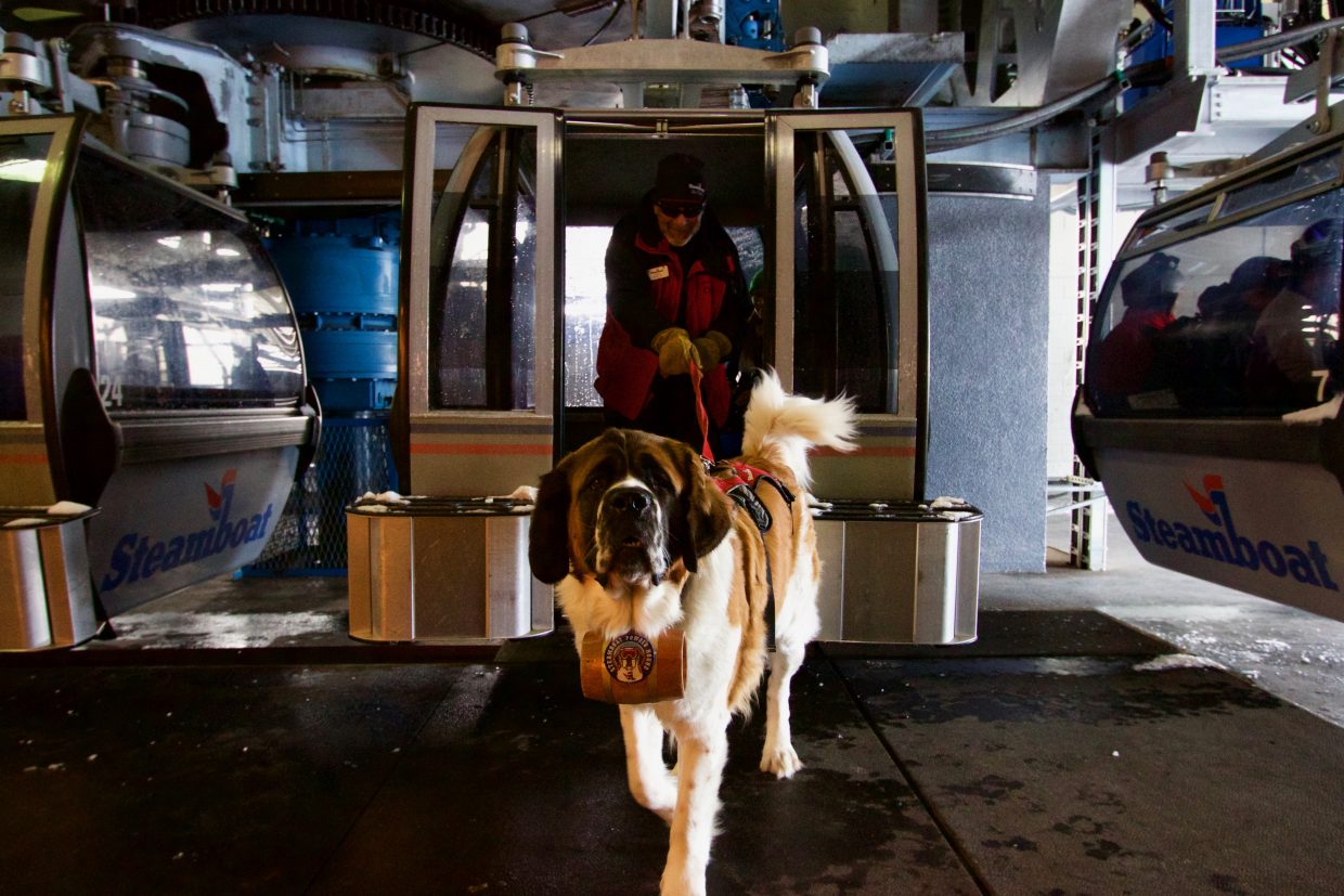 When the Saint comes barking in meet Powder, Steamboat's safety dog