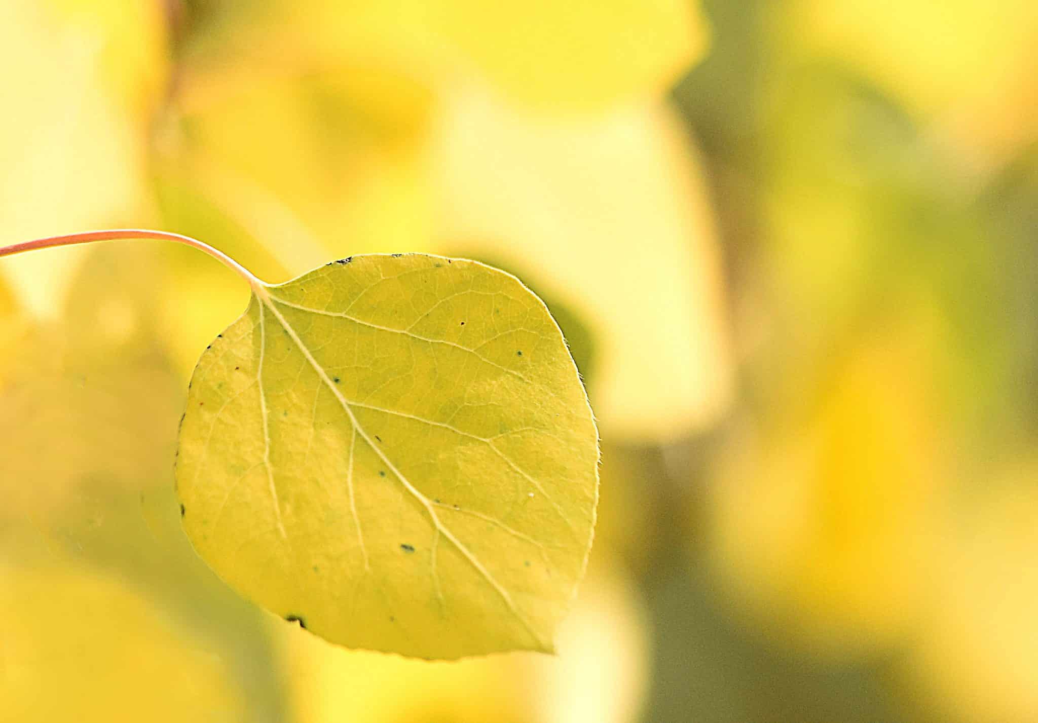 2022 fall foliage forecast: How will the wet summer affect the changing ...