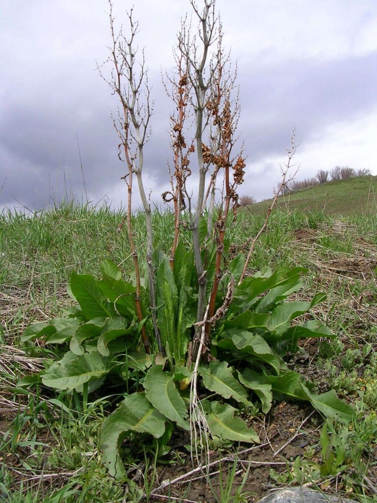 Learn to manage invasive plants during two Noxious Weed Days ...