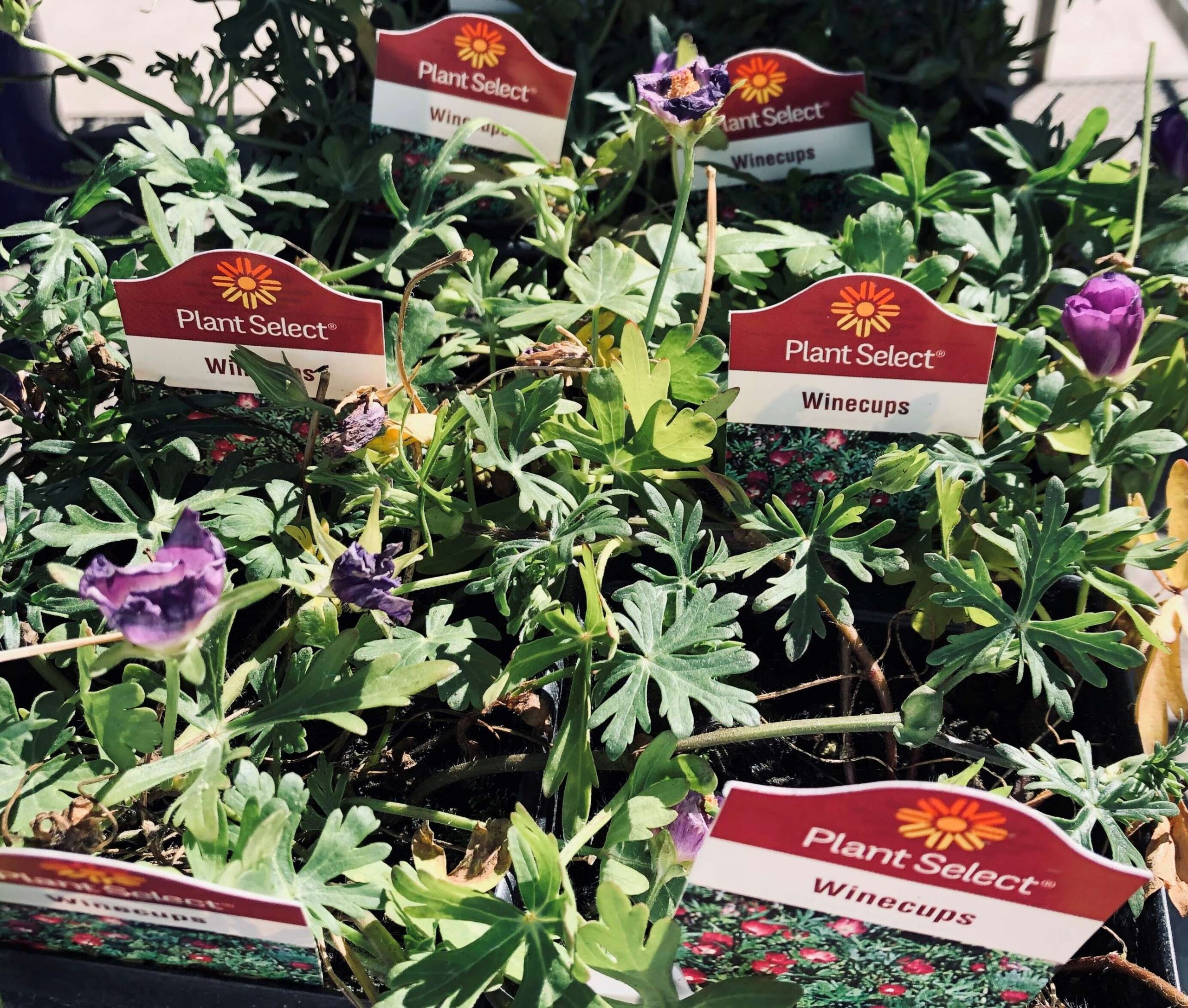 Master Gardener: What is Plant Select? | SteamboatToday.com