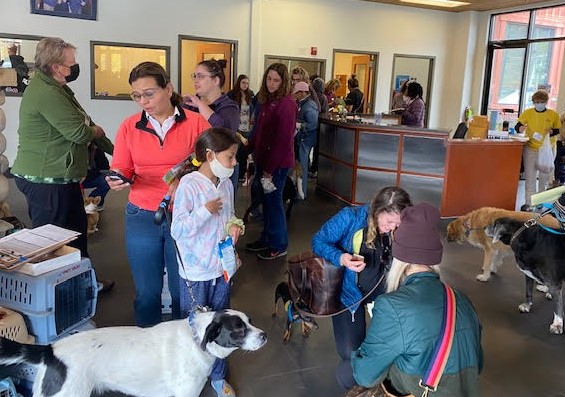 Free vaccinations for cats dogs Friday SteamboatToday com