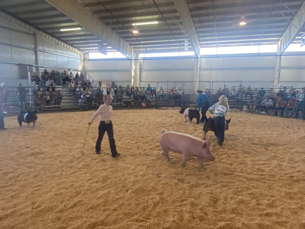 Swine competition brings community together at Routt County Fair ...