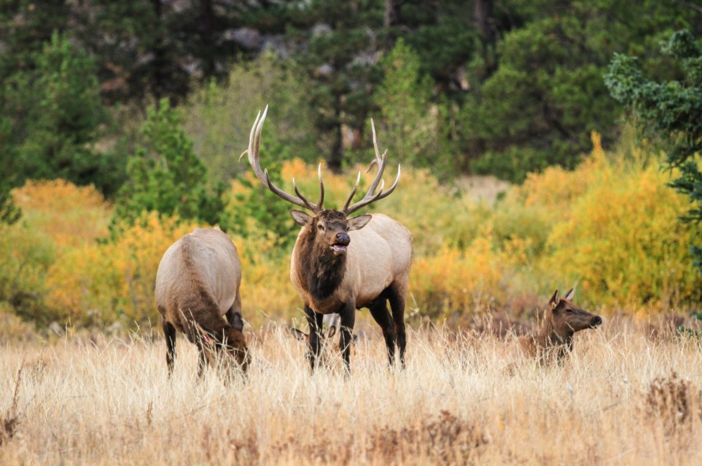 Parks And Wildlife Collects Public Input On Elk Herd Management 