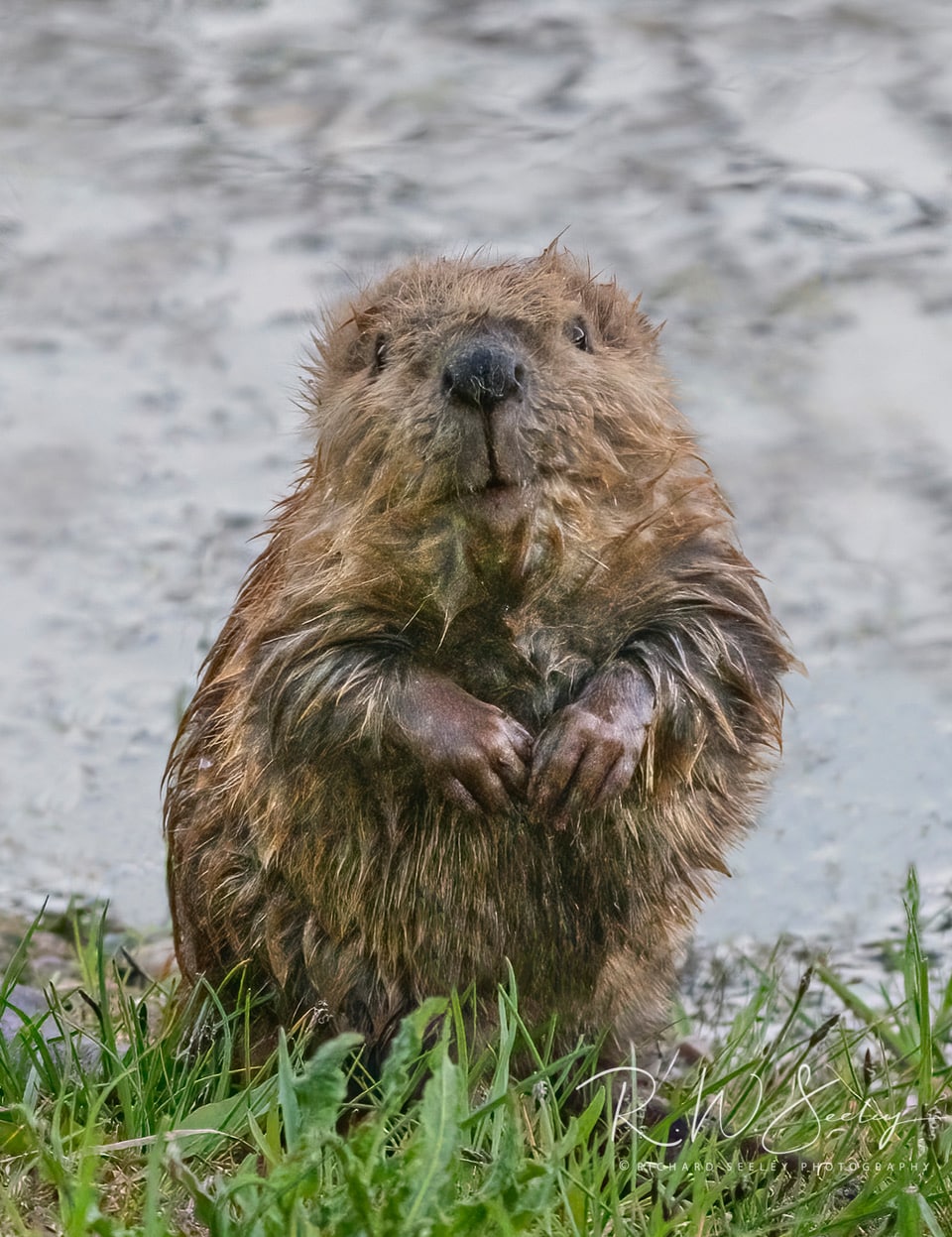 Public input sought on beaver management strategy | SteamboatToday.com