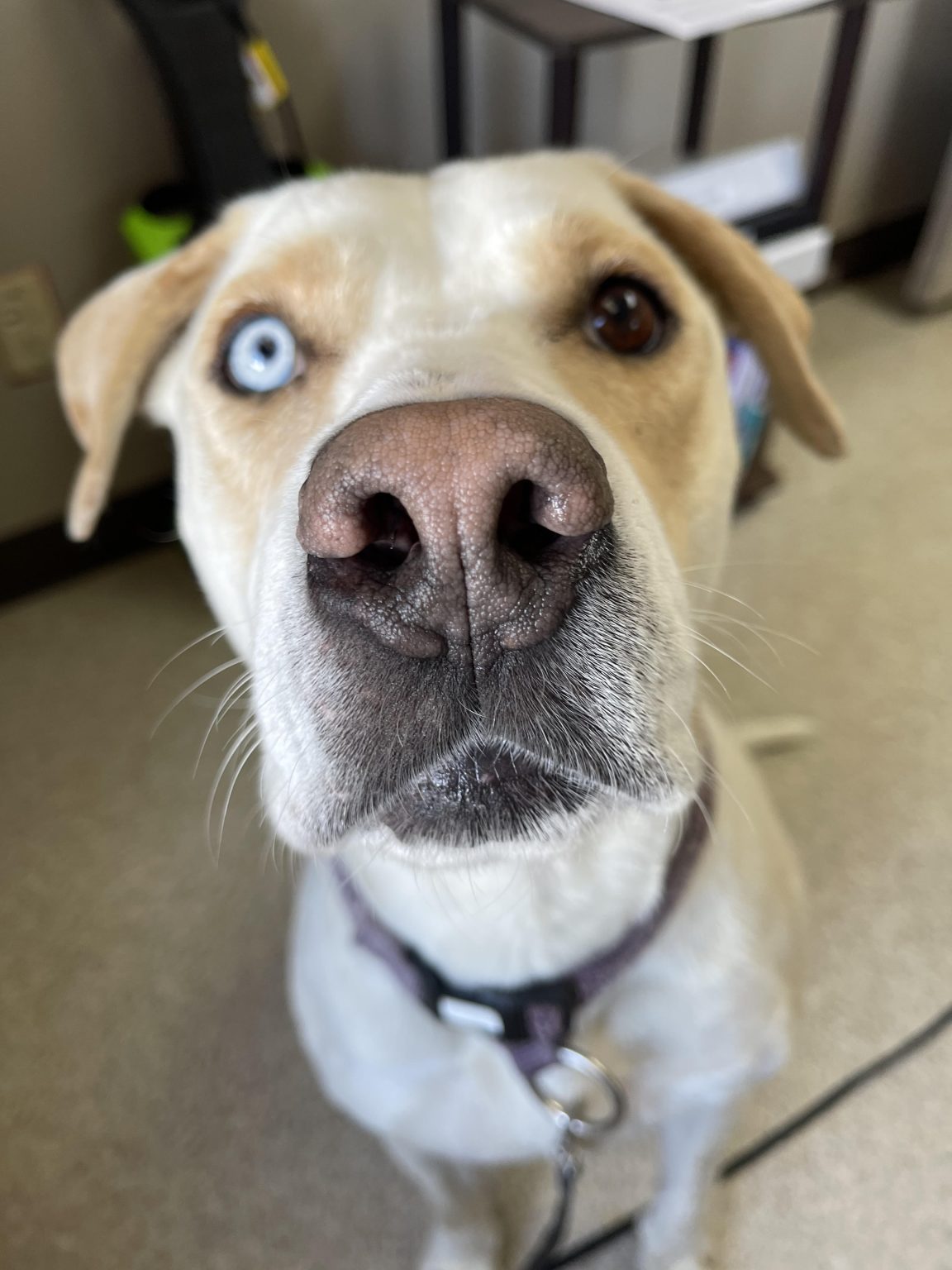 Humane society to unleash free pet behavior helpline