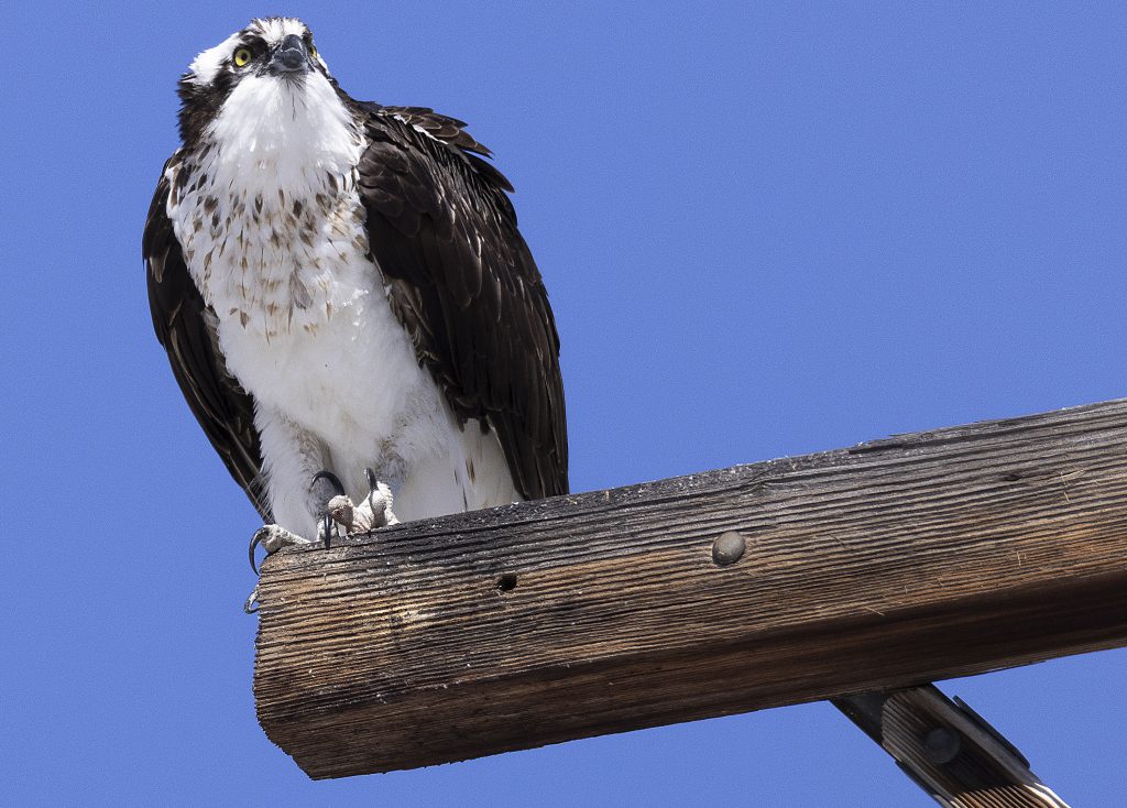 Ospreys return to Yampa River Botanic Park nest for spring