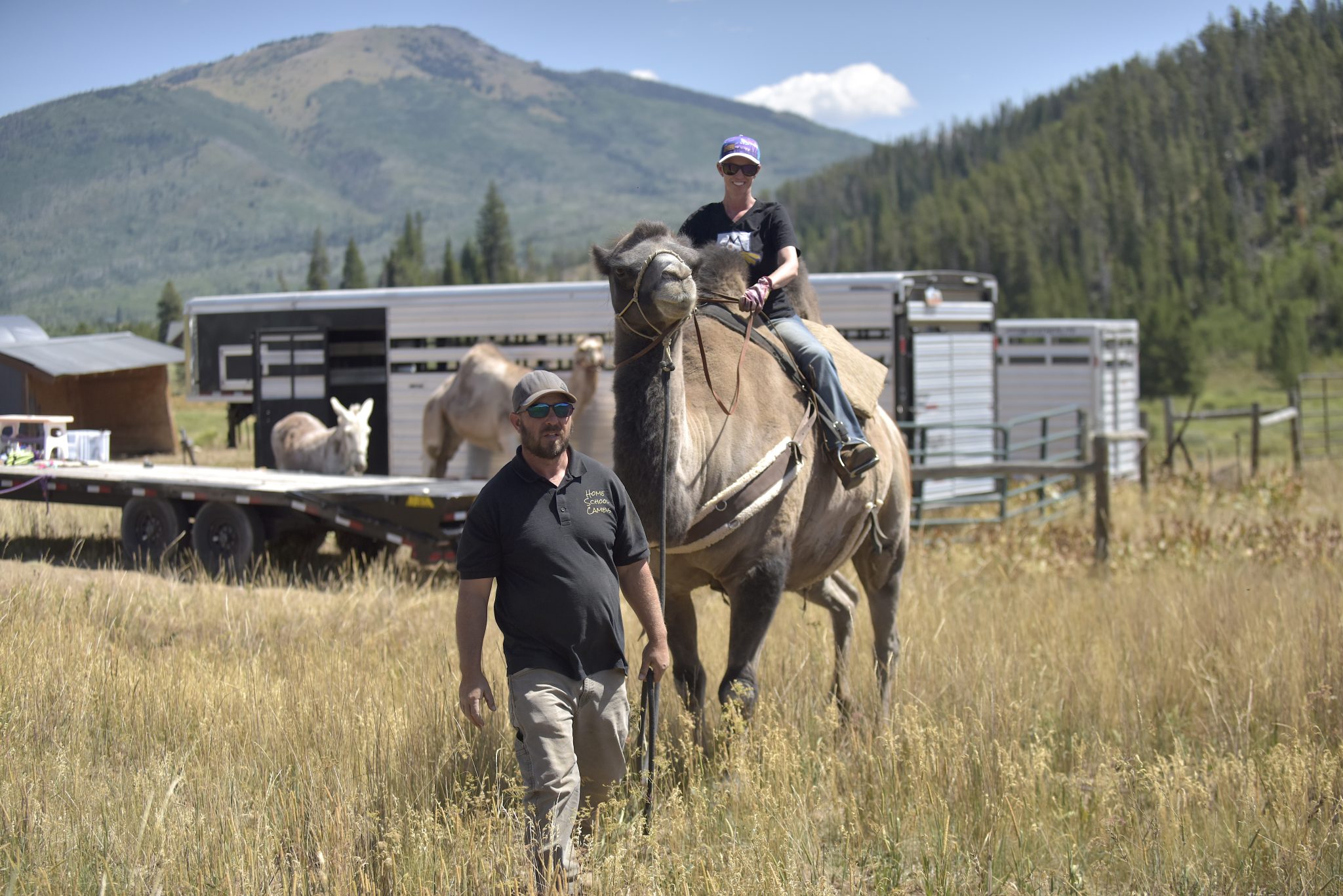 Every day is hump day: Clark ranch introduces a trio of camels ...