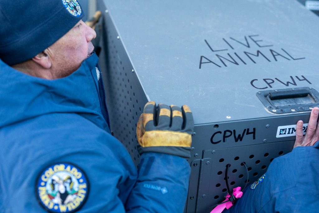 Washington says it won’t give Colorado wolves for winter release