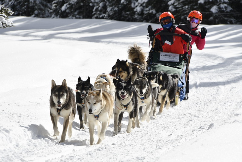 Mushing with compassion: Snow Buddy Dog Sled Adventures