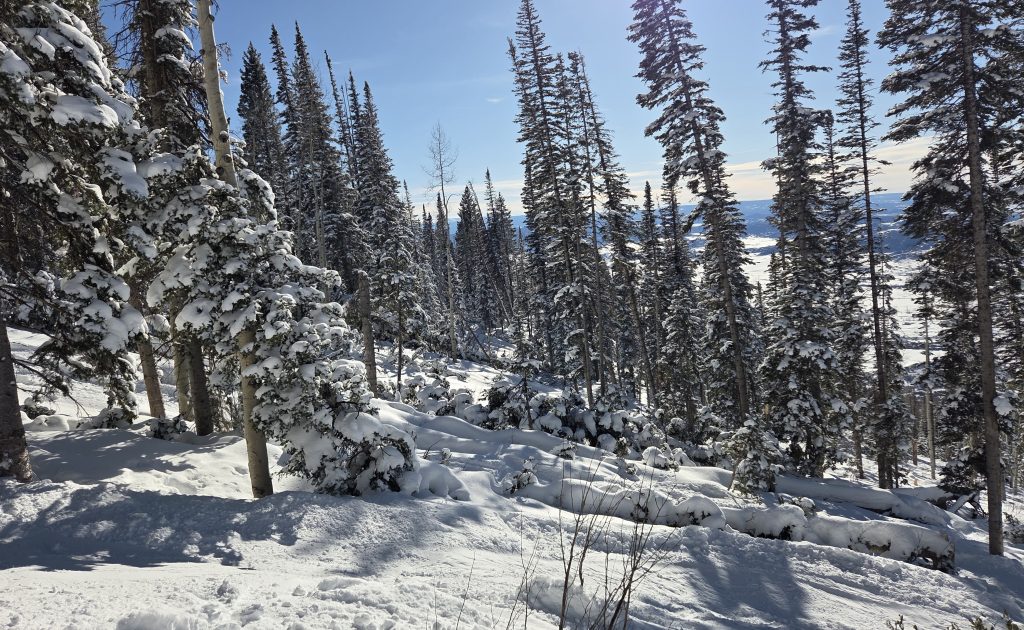 Colorado lawmakers call for U.S. Forest Service to ‘accelerate’ wildfire mitigation projects amid historically poor snowpack