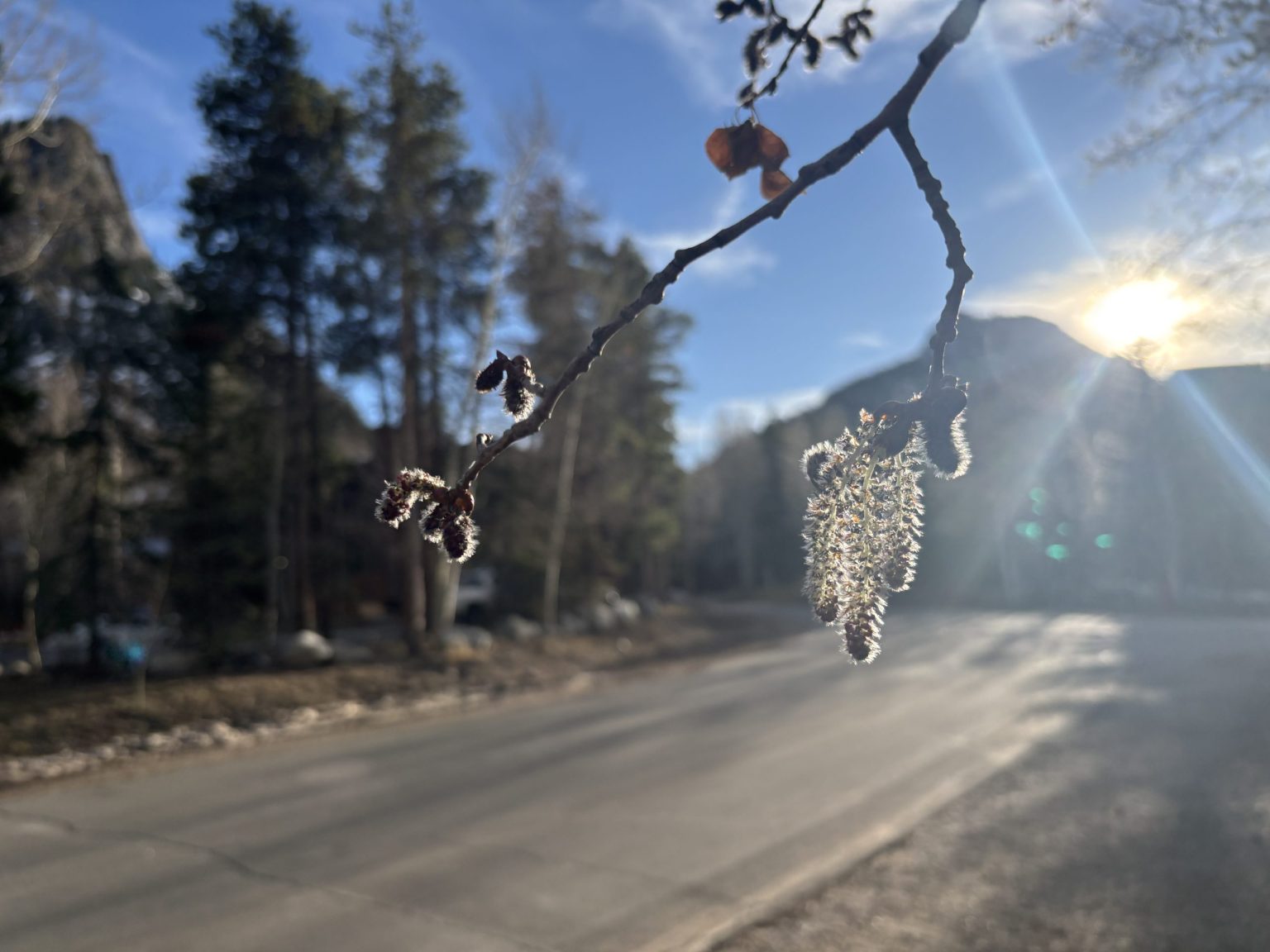 Spring has come 4 weeks early to parts of Colorado’s mountains as trees ...