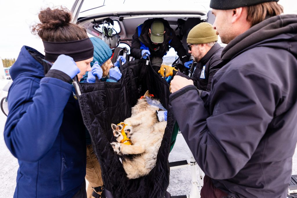 Colorado lawmakers tackled wolves, luring bears, hunting beavers and wildlife leadership during the 2026 legislative session