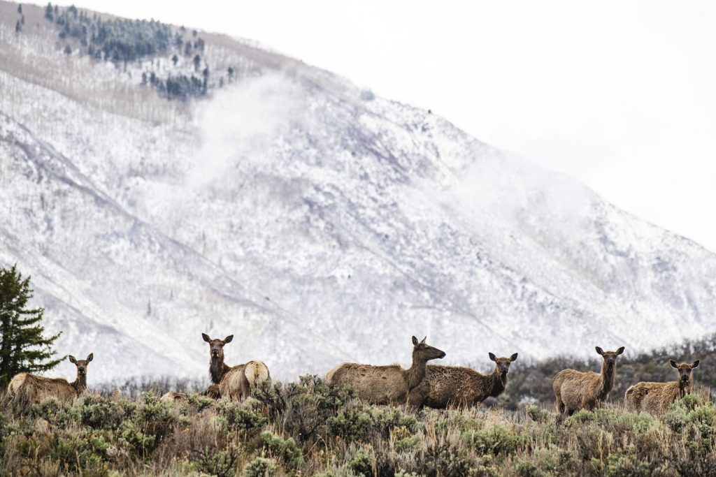 Colorado Parks and Wildlife to direct $11 million toward protecting wildlife, public access on private property